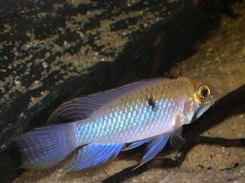 Apistogramma steindachneri colakreek