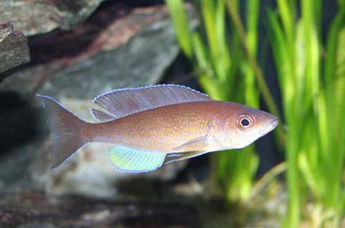 Cyprichromis Pavo 40 k.jpg