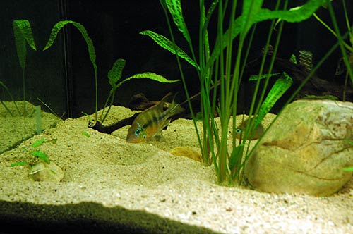 thorichthys_aureus_izabal_territoire.jpg