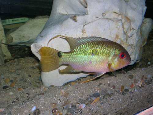 Krobia red eyes soumourou mâle.jpg
