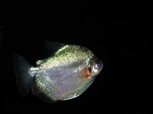 Metynnis duriventre cf..jpg