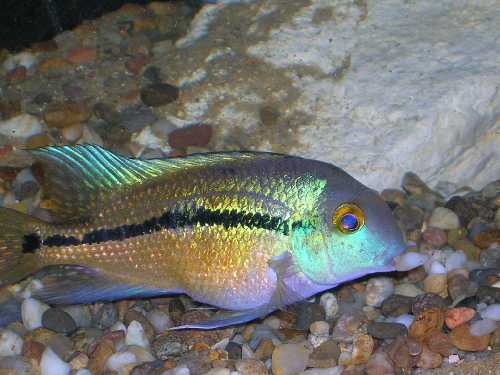 H.nicaraguense femelle cf.jpg