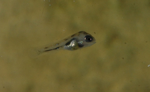thorichthys_aureus_izabal_alevin.jpg