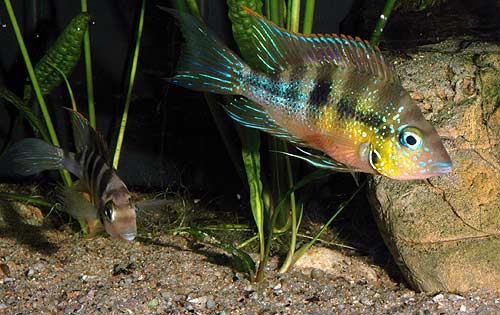 thorichthys_aureus_izabal_cpl5.jpg
