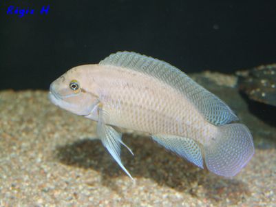 Telmato sp Tiny Tembalenza Cap m'bimpbwe M.jpg
