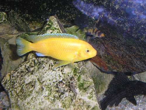cichlid.jpg