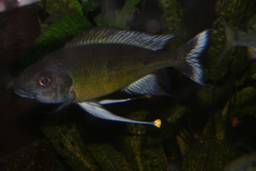 O. nasuta Congo.jpg