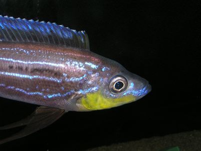 Benthochromis tricoti Msalaba.jpg
