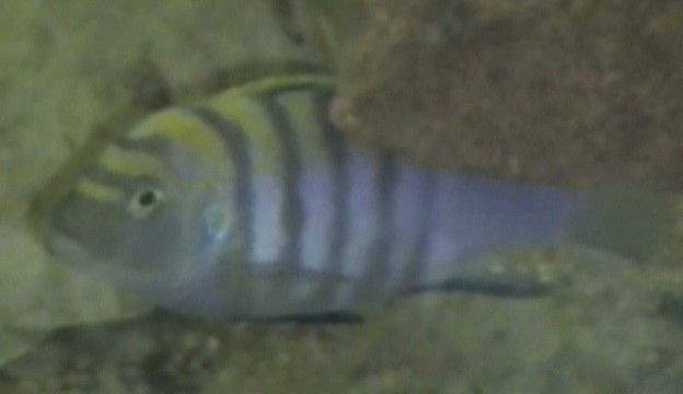 cyno afra cobue 1.jpg