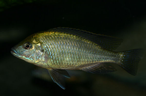 Pour les curieux, il s'agit de Mylochromis plagiotaenia