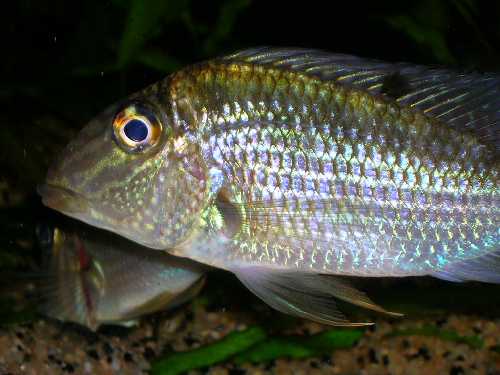 S.leucosticta 2.jpg