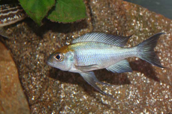 Ophtalmo.-Red-Cap-Kepere.jpg