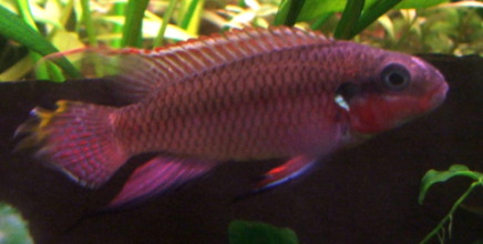 DSCF1629copie1.JPG
