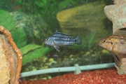 aquarium lolo 0061.jpg
