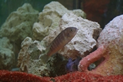 aquarium lolo 0221.jpg