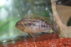 aquarium lolo 0031.jpg