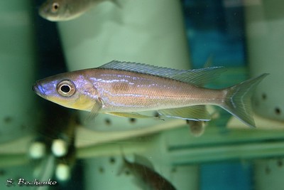 Benthochromis melanoides sp tricoti north - Abysse 26-06-06 (0).JPG