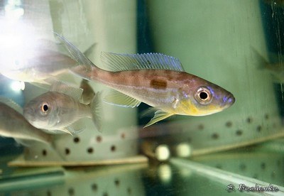 Benthochromis melanoides sp tricoti north - Abysse 26-06-06 (3).JPG