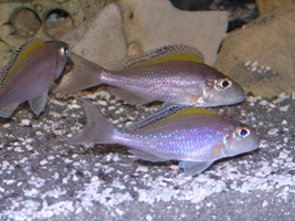 Xeno spilopterus