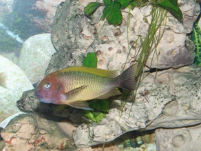 Tropheus Morri Nkonde