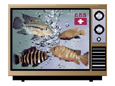 Tilapia's TV 02.gif