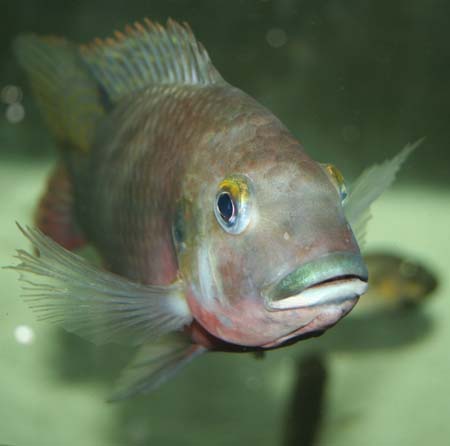 CBS 03.jpg