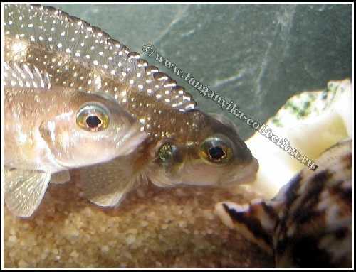 L.stappersi