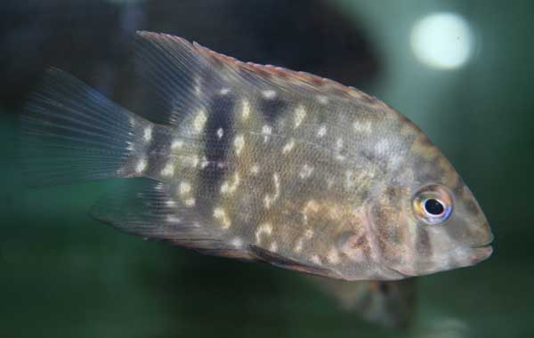 fernandez 03.jpg