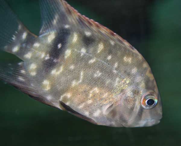 fernandez 02.jpg