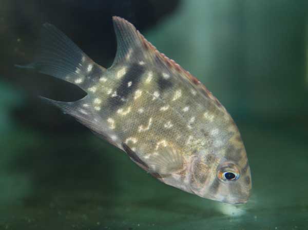 fernandez 04.jpg
