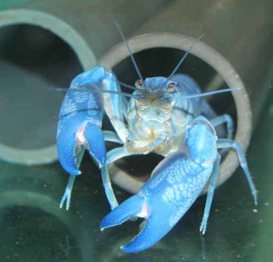 Cherax 01.jpg