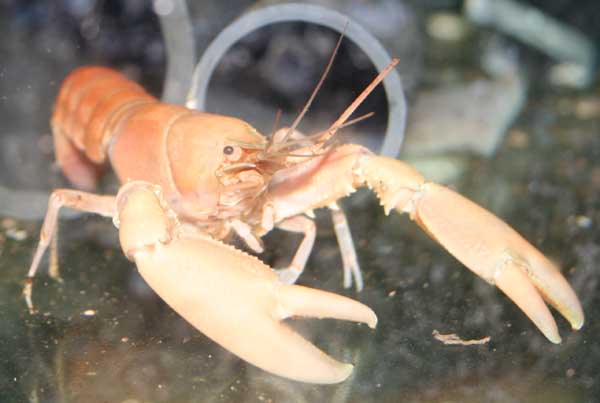 Cherax 02.jpg