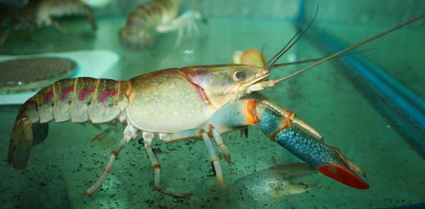 Cherax 03.jpg
