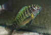 Tropheus_moorii_Tembwe_II_03_RA_petit.jpg