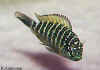 Tropheus_moorii_Tembwe_II_04_RA_petit.jpg