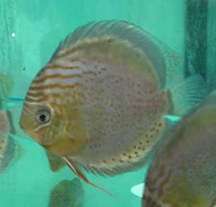 Discus colombie 03.jpg