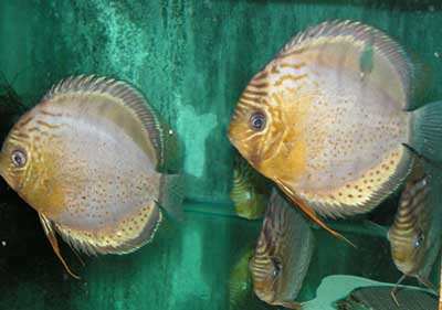 Discus colombie.jpg