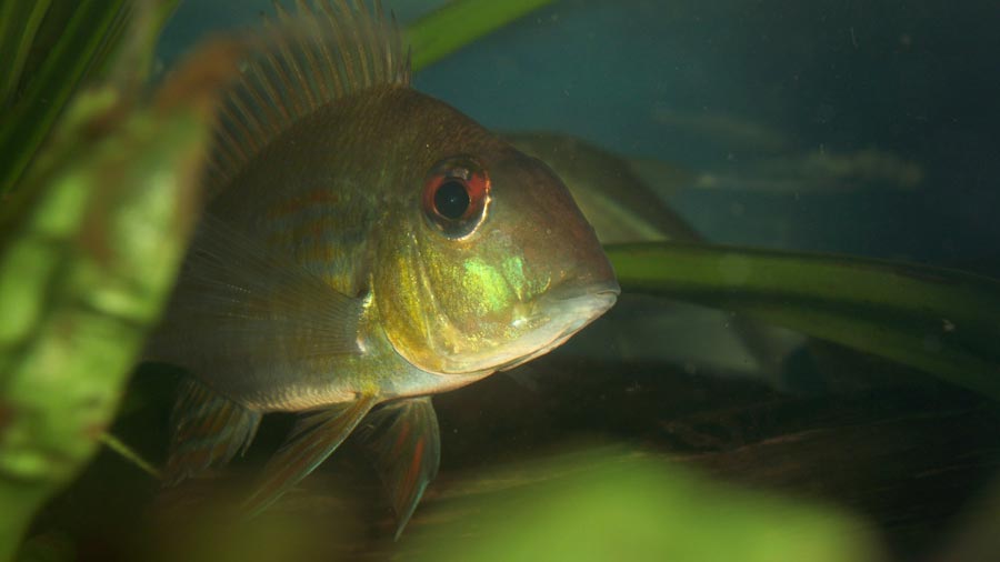 Geophagus surinamanesis