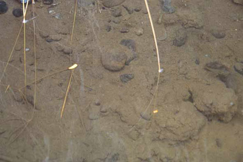 biotope thori aureus.jpg