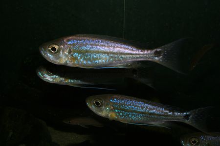 H.trifasciatus.jpg