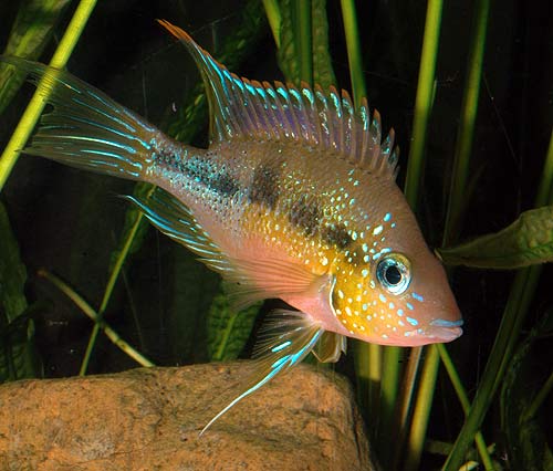 thorichthys_aureus_izabal_m.jpg