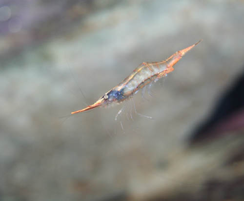 gracilirostris02.jpg