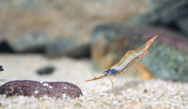 gracilirostris01.jpg