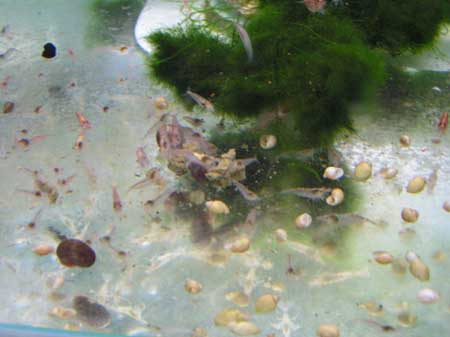 Neocaridina denticulata (6 mois) 02.jpg