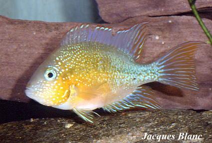 Thorichtys_aureus_jaune_Blanc.jpg
