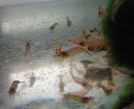 Neocaridina denticulata (6 mois) 01.jpg