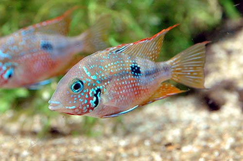 thorichthys_maculipinnis_2.jpg