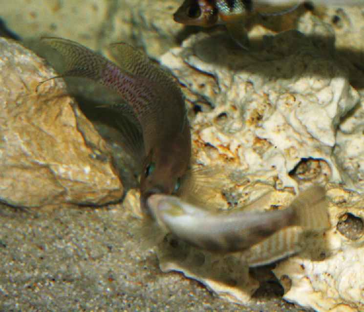 IMG_8580cf.jpg