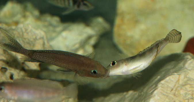 IMG_8578cf.jpg