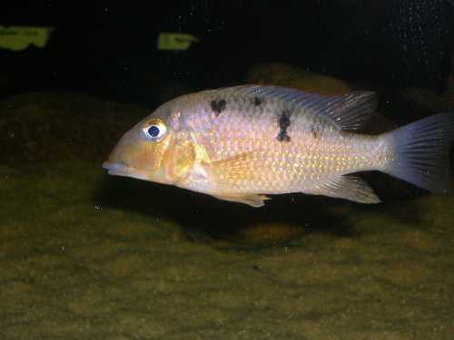 Geophagus crassilabris mâle